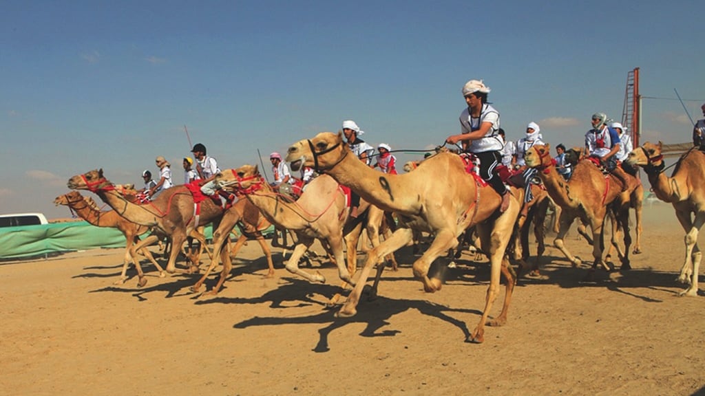 Dhafra Camel Festival