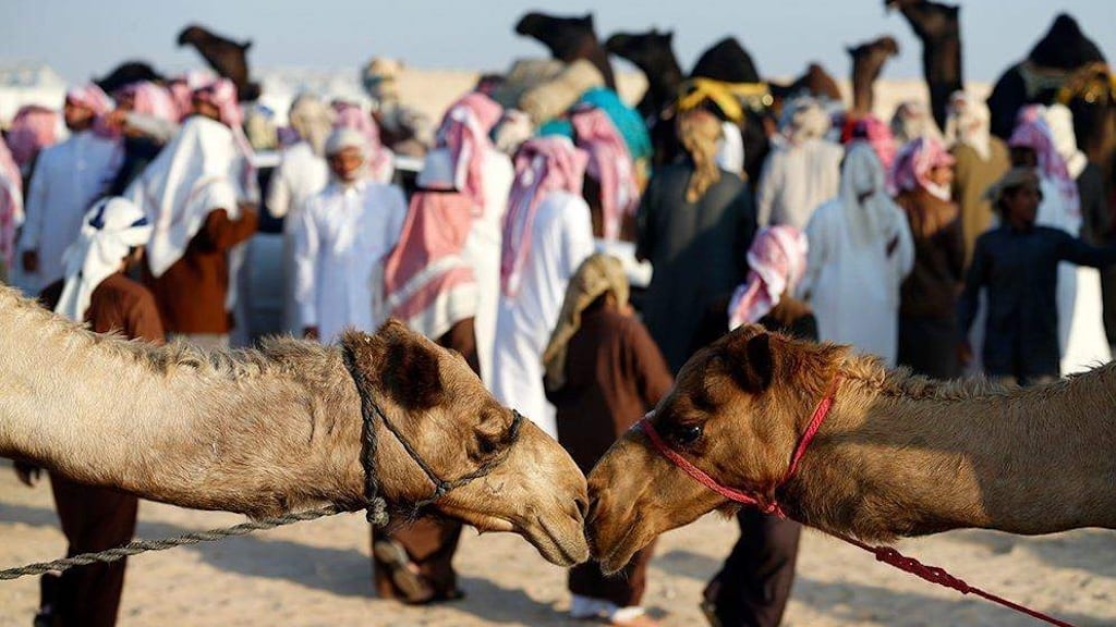 Al Dhafra Camel Festival