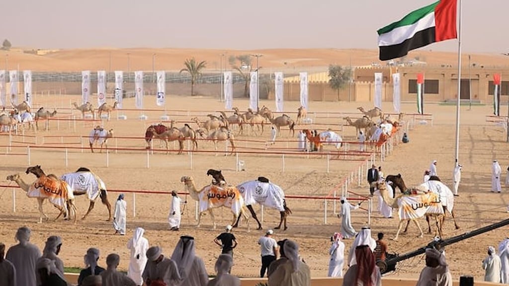 UAE Dhafra Camel Festival