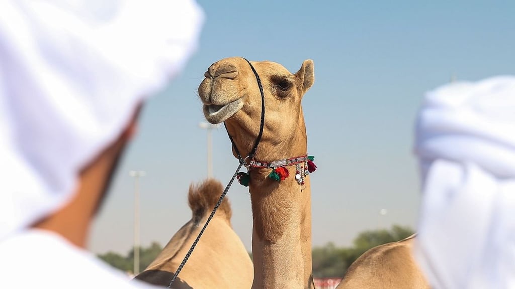 Emirates Dhafra Camel Festival